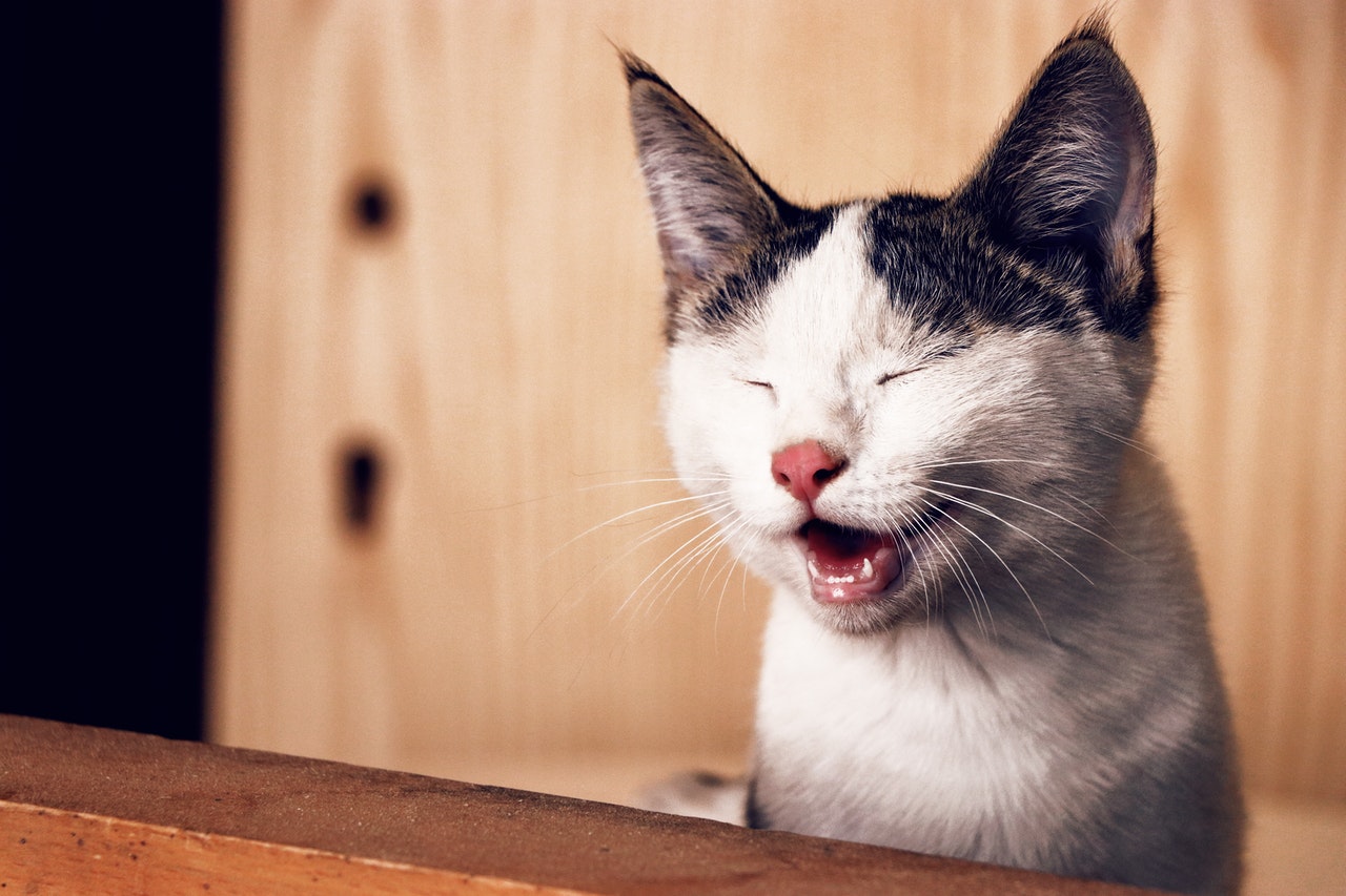 Happy Cat Smiling with Both Mouth and Eyes