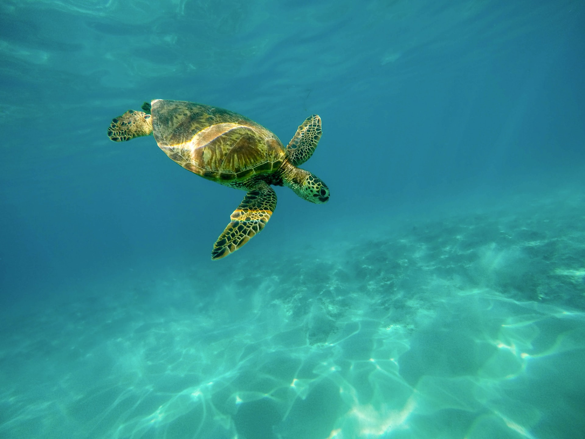 Hawaii's inhabitants are happy