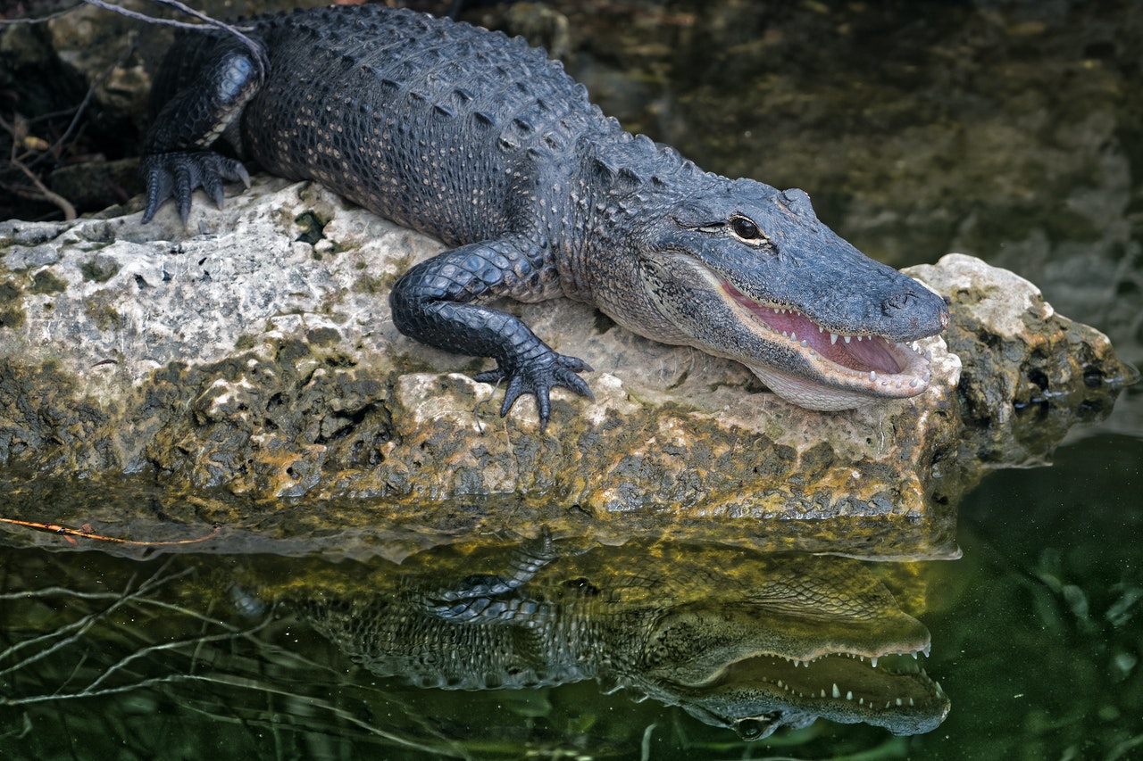 Alligator's are individuals too