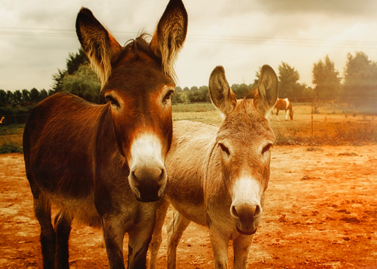 Donkeys are known as Asses