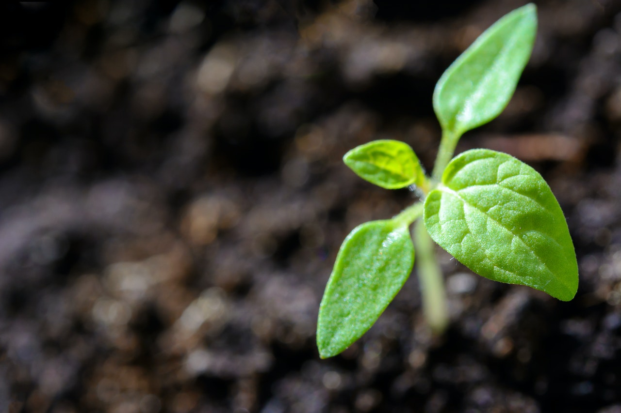 Plant-Growth-Starts-Small-Like-Resolutions-With-One-Word