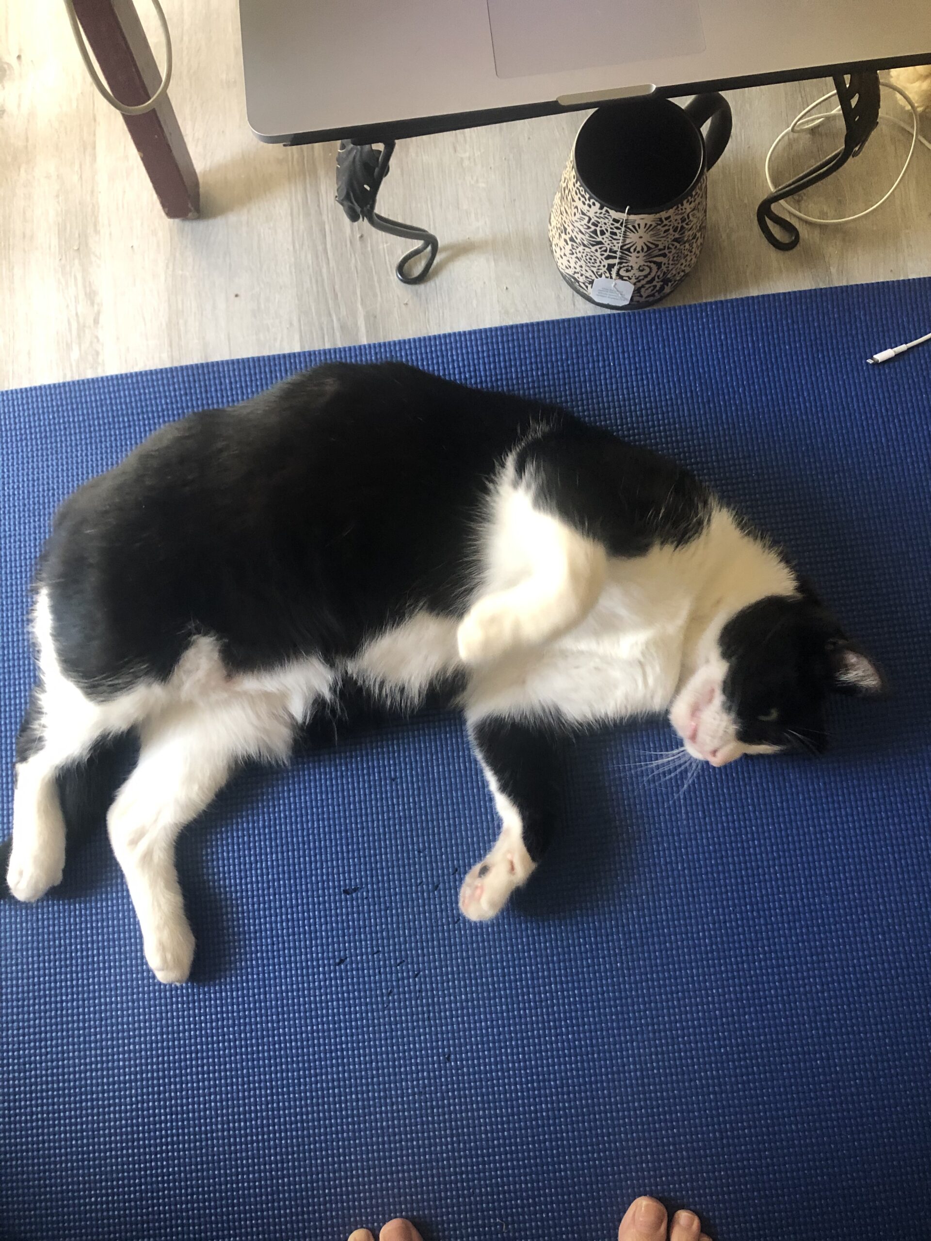 Pets are great companions during yoga