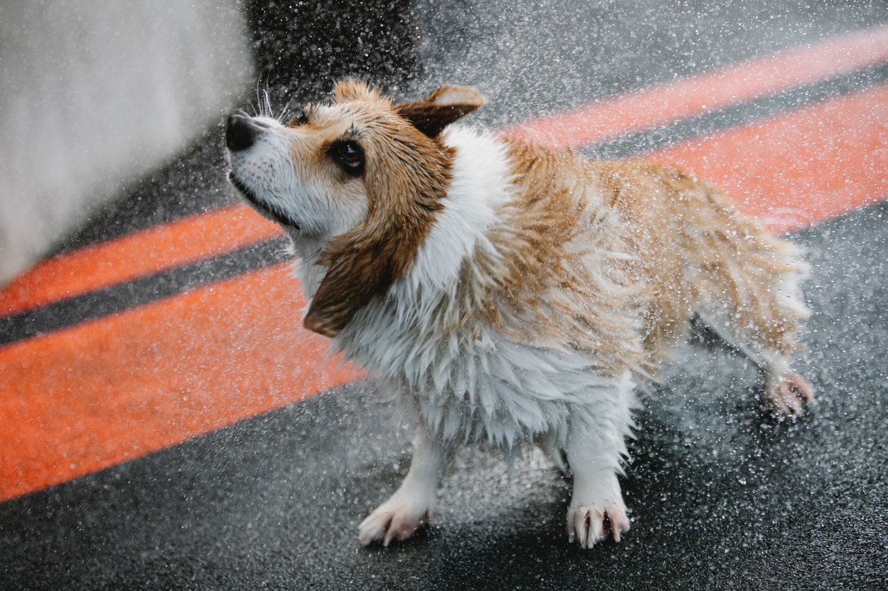 Animals shake off tension. 