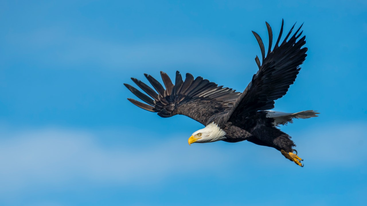 Bald headed eagle with large wingspan flying in the sky looking brave