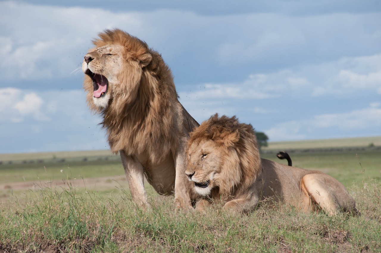 Lion's breath is a breathing technique for more energy. 